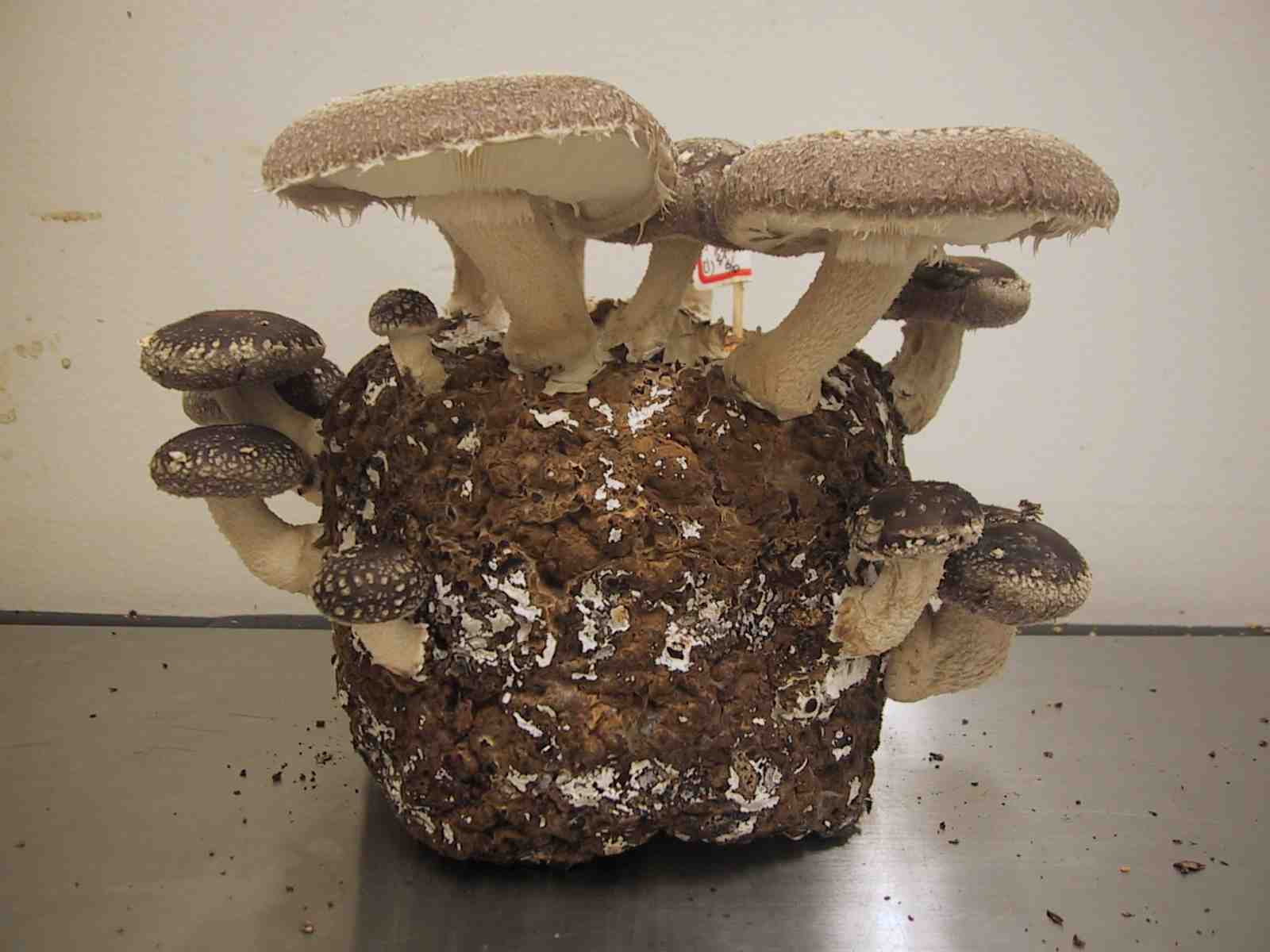 Japanease Shiitake Varieties's IGS1s 2